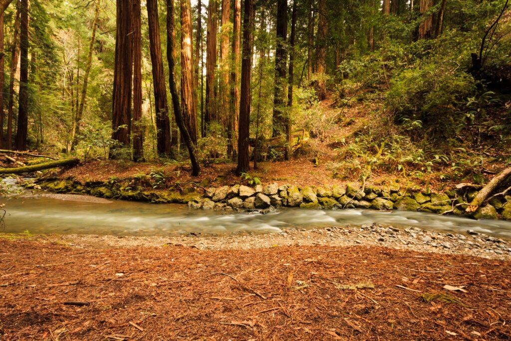 View of Redwood Creek, California