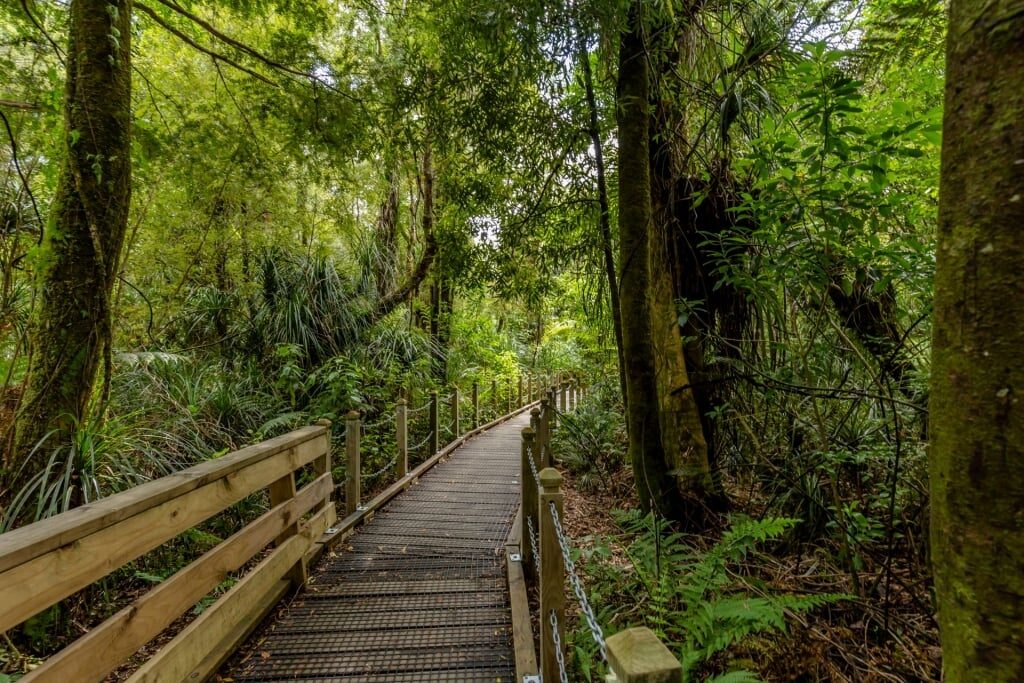 Trail in Waipoua Forest, New Zealand