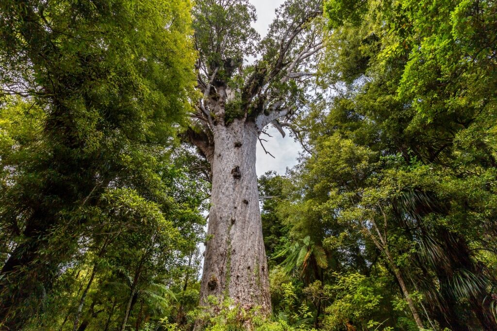 Popular tree of Tane Mahuta in Waipoua Forest, New Zealand
