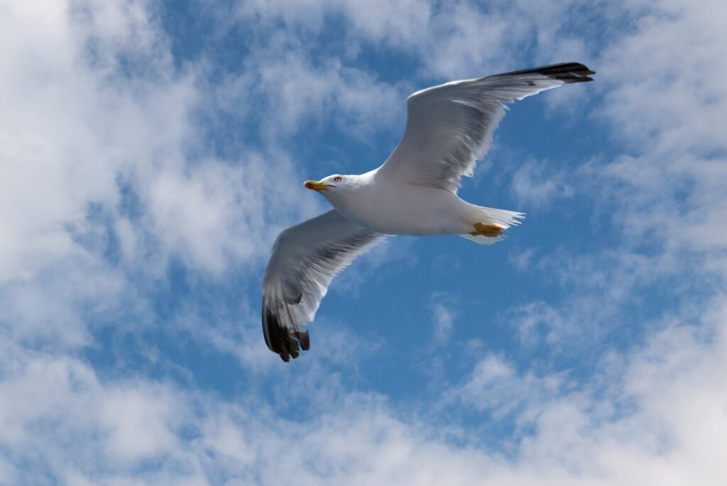 Seagull spotted in Santorini