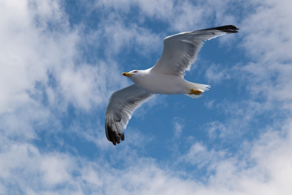 Seagull spotted in Santorini