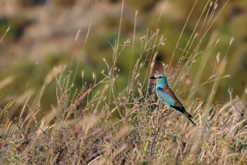 European roller spotted in Greece