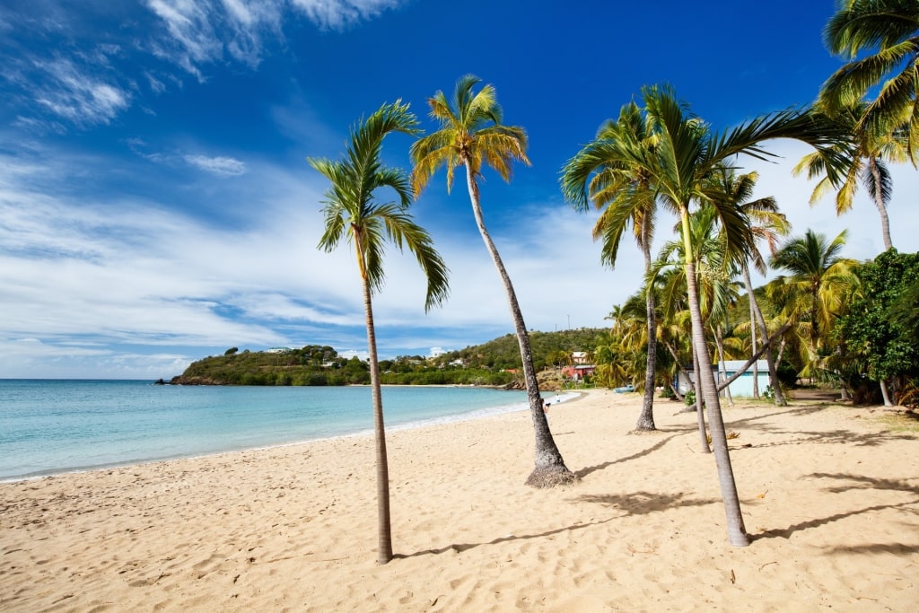 Sandy beach of Carlisle Bay Beach