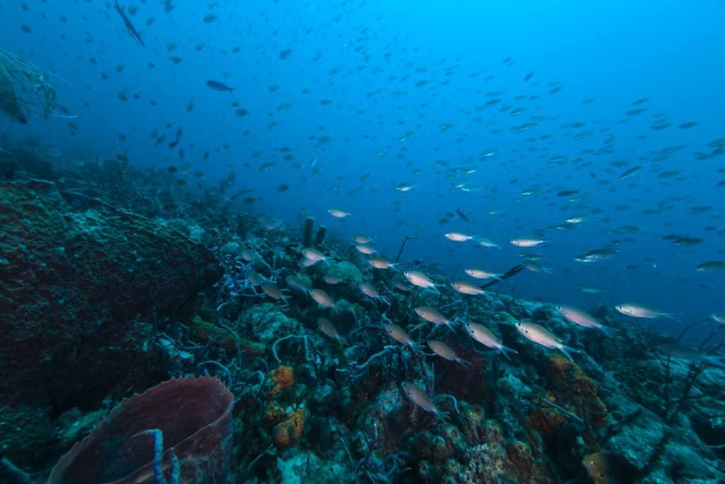 Paradise Reef, one of the best snorkeling in Antigua