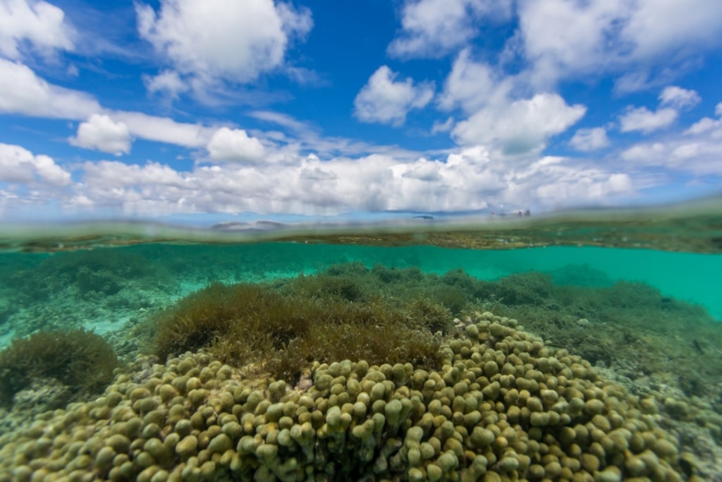 Stingray City, one of the best snorkeling in Antigua