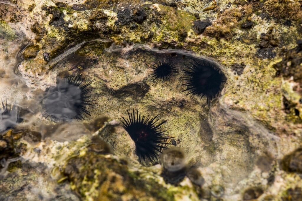 Sea urchins in Puerto Rico