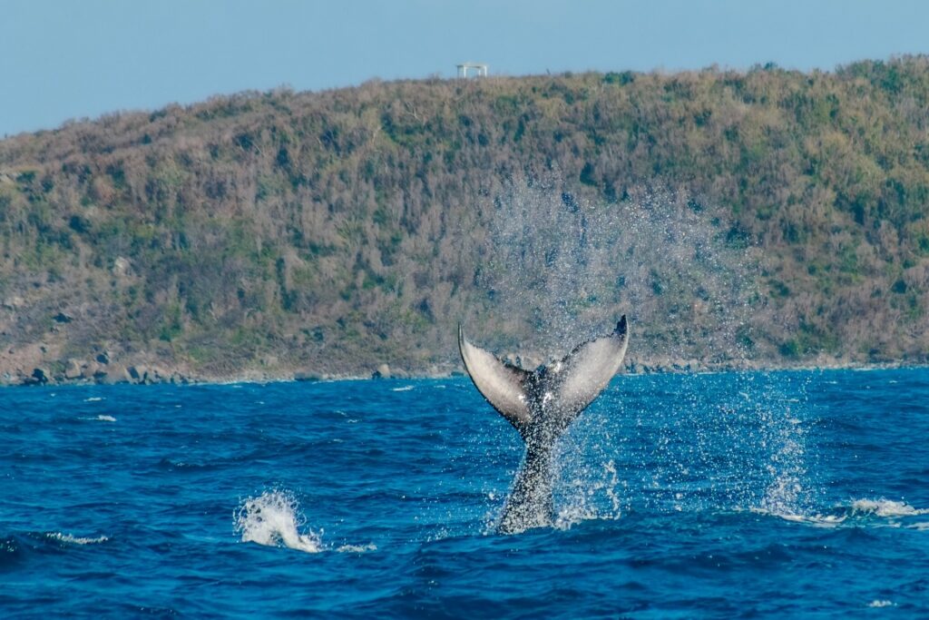 Humpback whale spotted in Puerto Rico