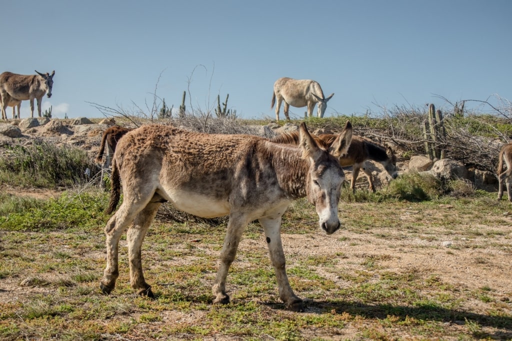 Donkeys at the Donkey Sanctuary