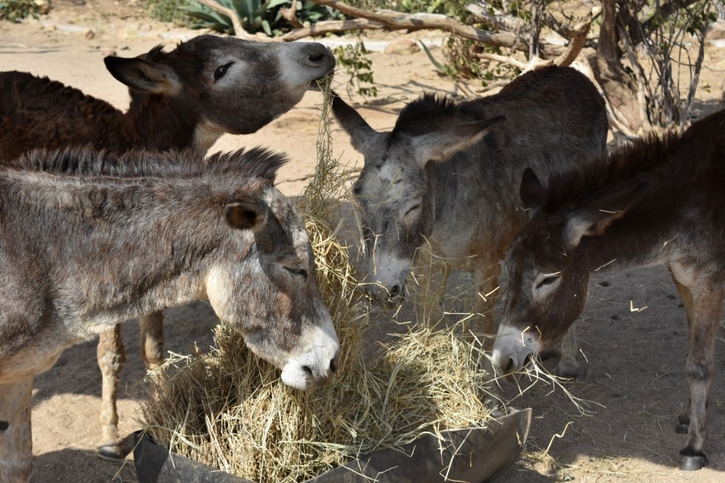 Donkeys at the Donkey Sanctuary