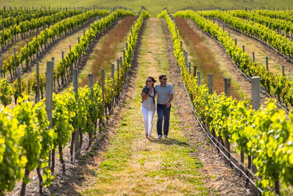 Couple strolling through a vineyard in Cloudy Bay, New Zealand
