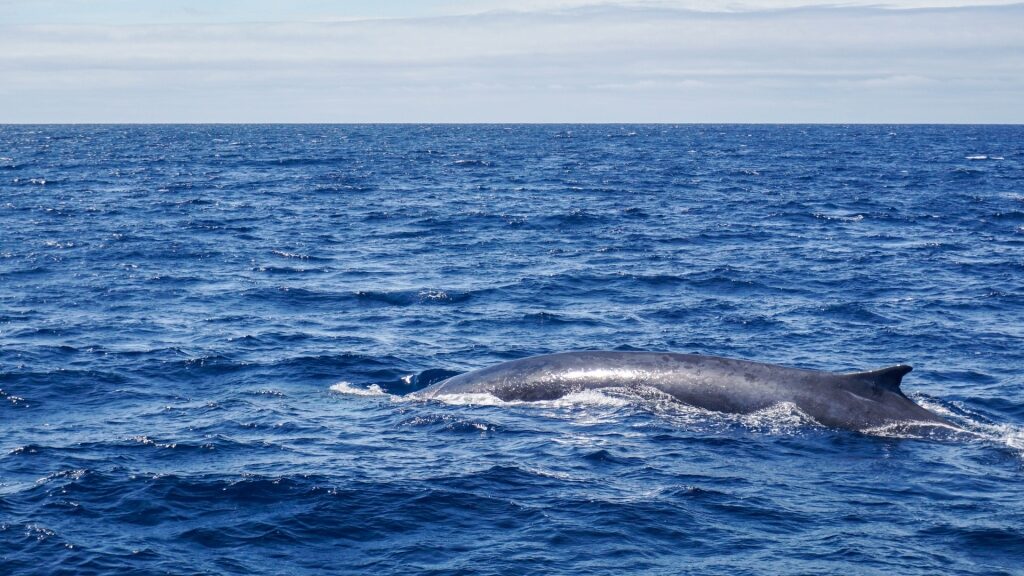 Blue whale spotted in the Azores