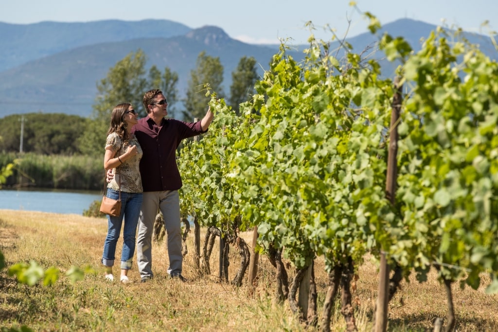 Couple exploring a vineyard in Tuscany