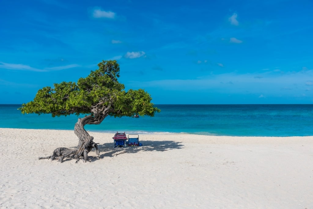 Eagle Beach, one of the clearest water in the Caribbean