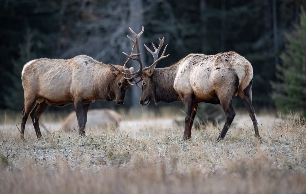 Elks in Banff