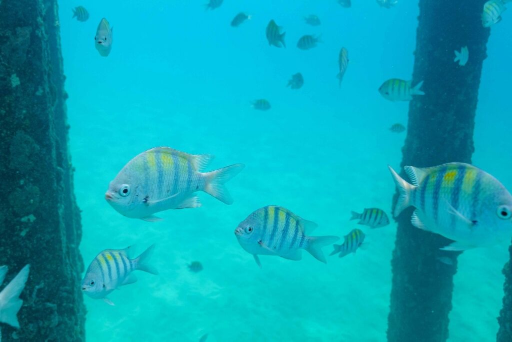 Marine life in Crash Boat Beach, Aguadilla