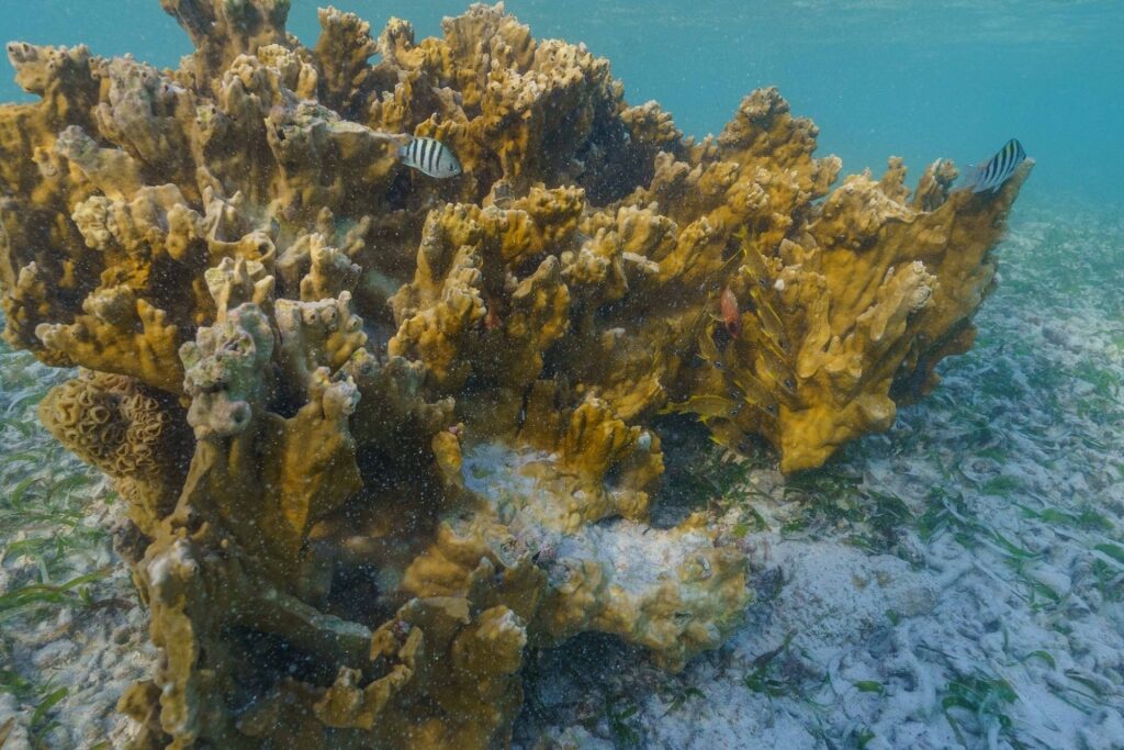 Coral in La Parguera, Lajas