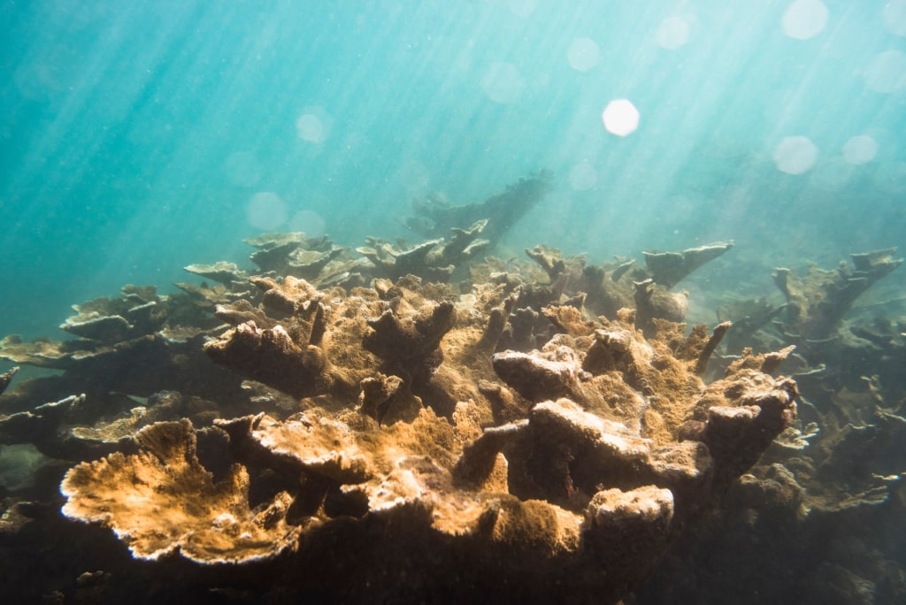 Elkhorn coral in Reserva Marina Tres Palmas