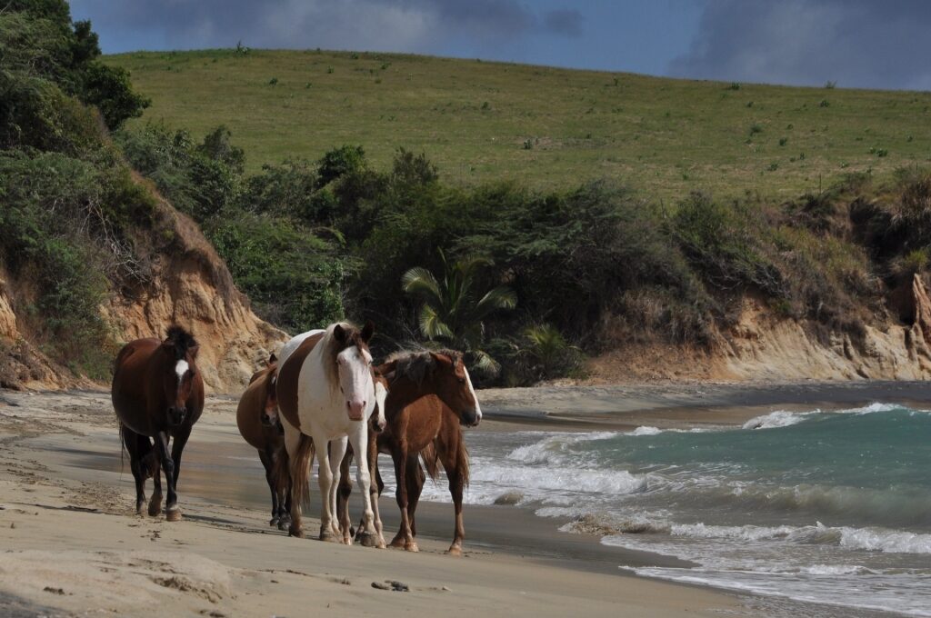 Horses in Vieques