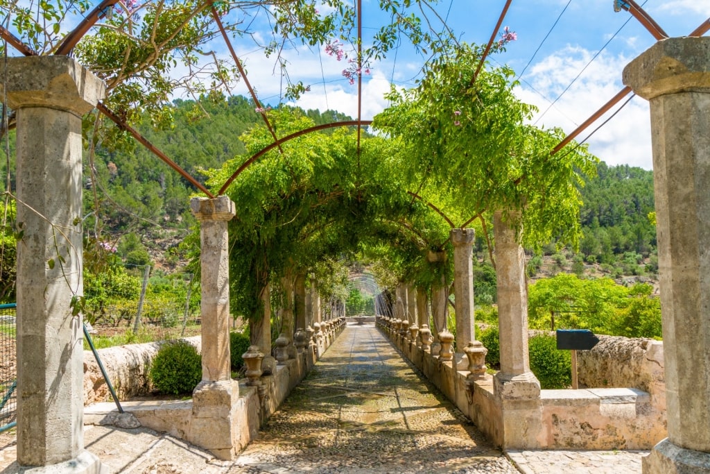 Lush pathway in Jardines de Alfabia