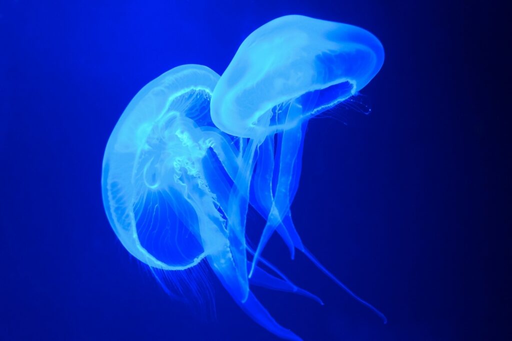 Jellyfish in Palma Aquarium