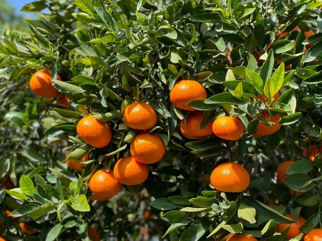Oranges in Sóller