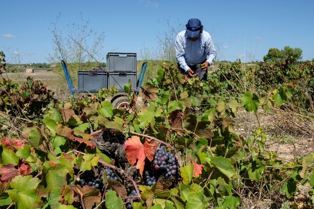 Vineyard in Mallorca