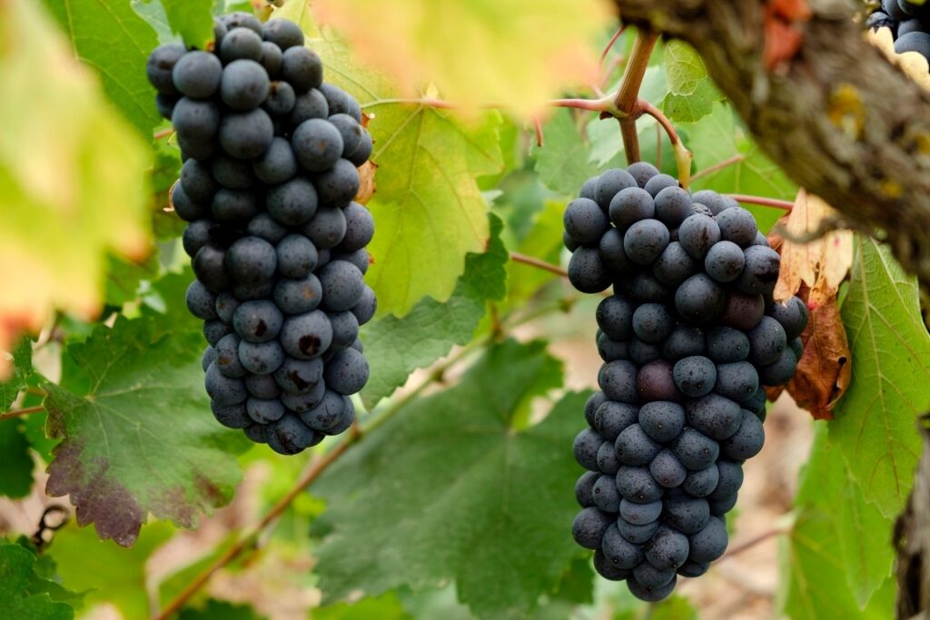 Grapes at a vineyard in Mallorca