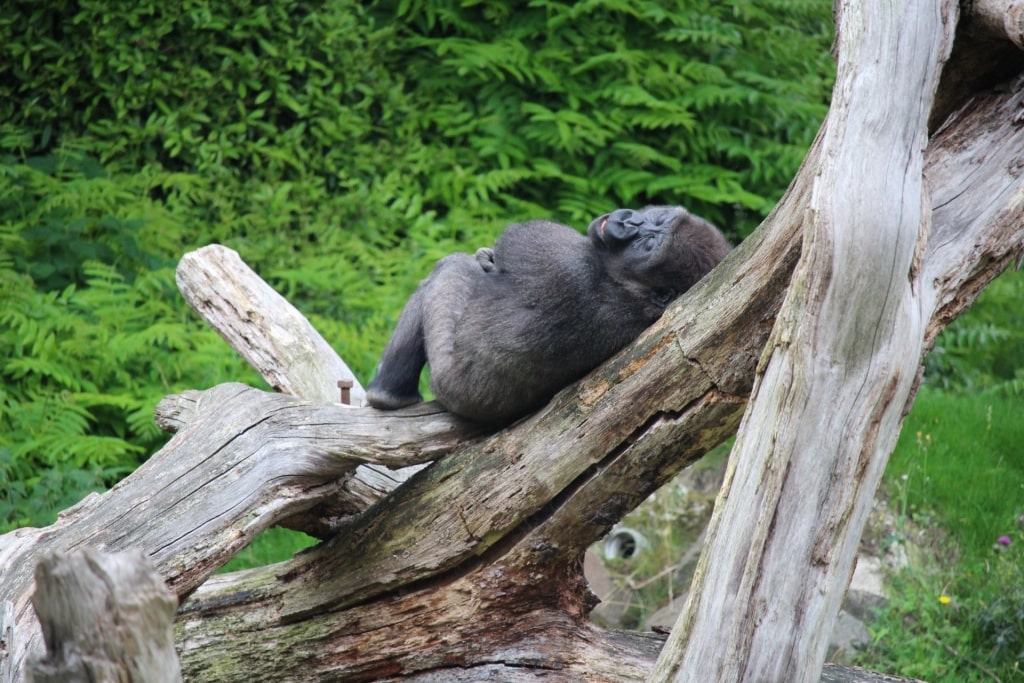 Gorilla at the Rotterdam Zoo