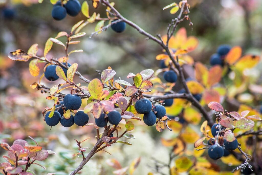 Blueberries in Alaska