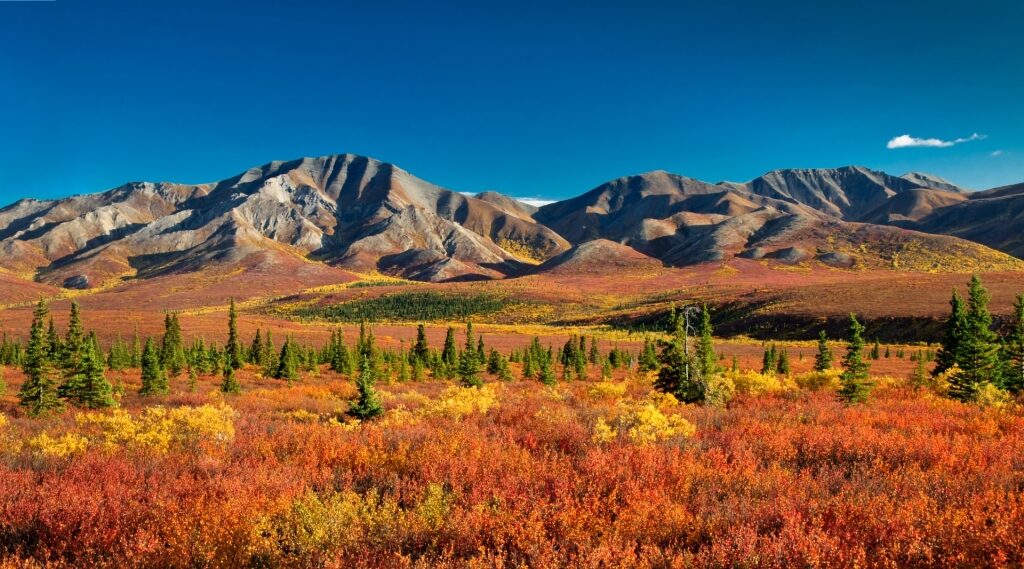 Beautiful view of Denali National Park, Alaska in September