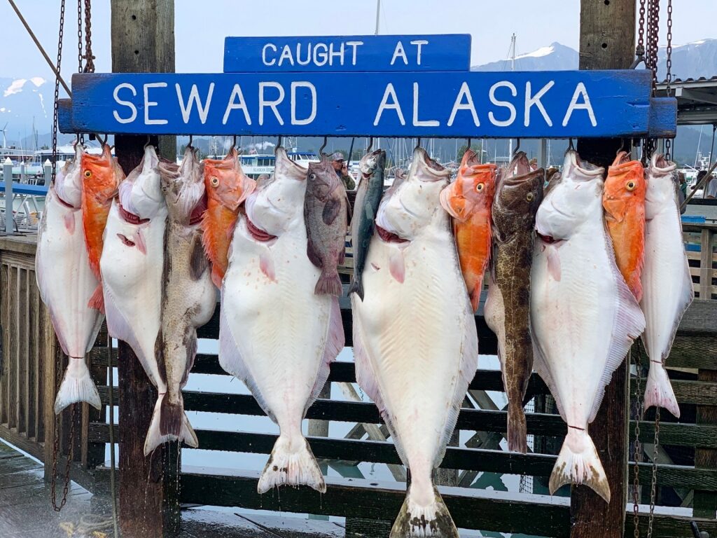 Freshly caught fishes in Seward