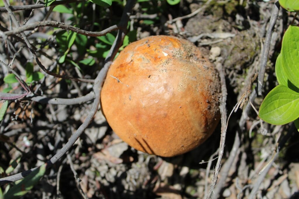 Porcino mushroom spotted in Alaska