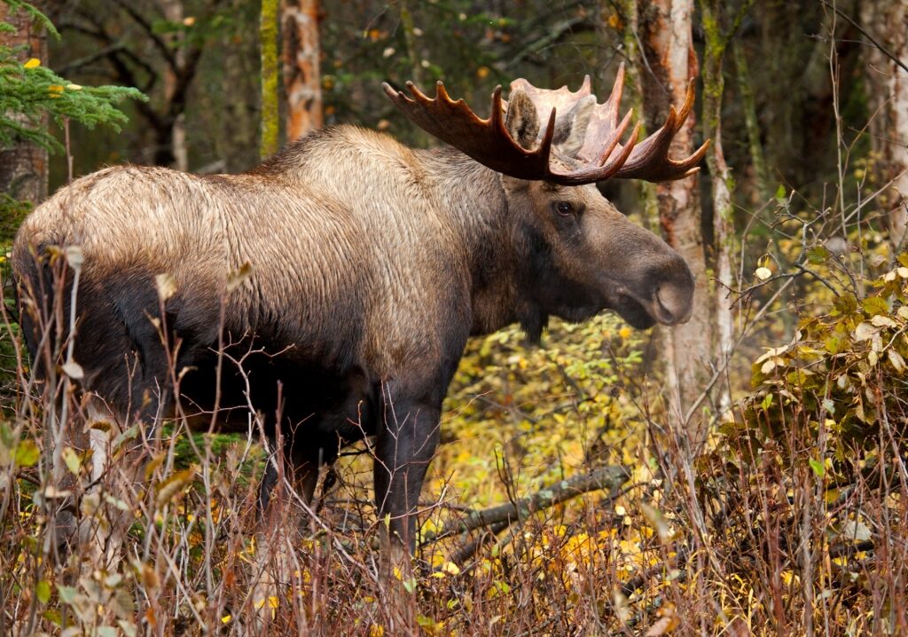 Moose spotted in Alaska