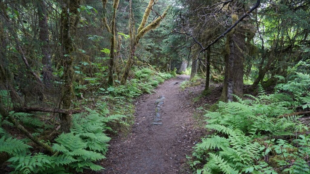 Trail in Tongass Forest