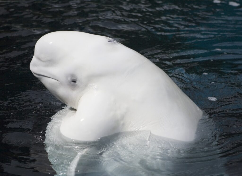 Beluga whale spotted in Alaska