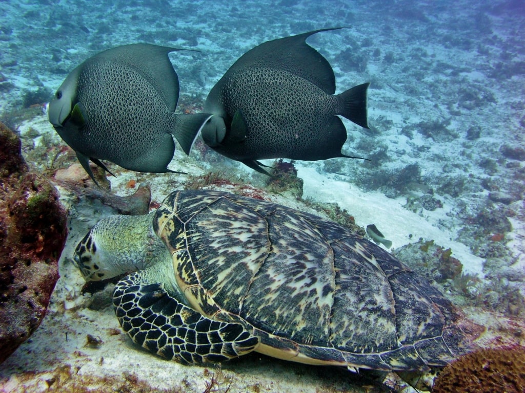 Marine life in Cozumel National Marine Park, Mexico