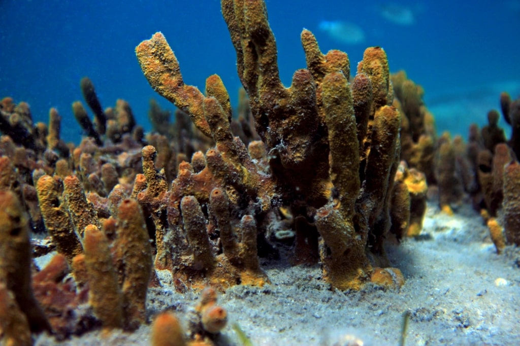 View of Champagne Reef, Dominica