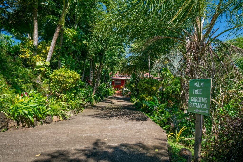 Greenery in Palm Tree Gardens Botanical Garden, Grenada
