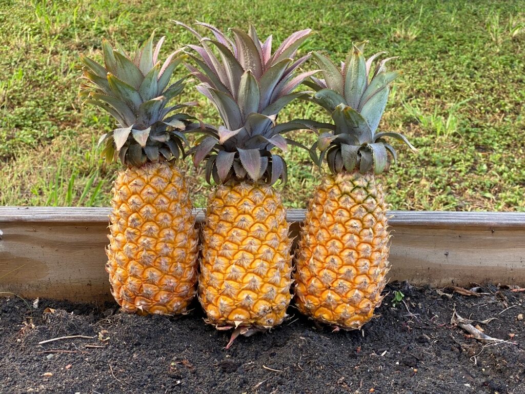 Black pineapples in Antigua