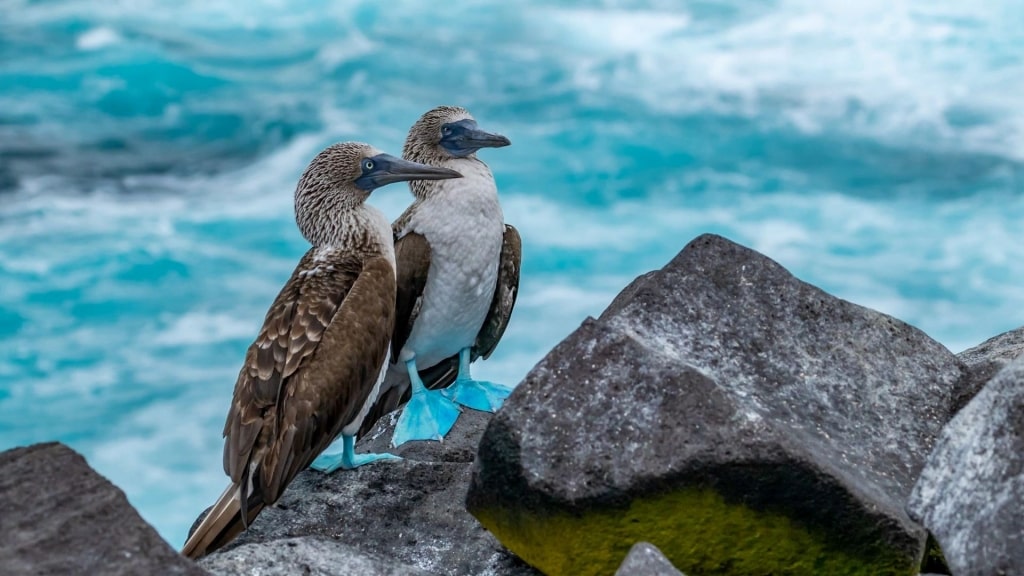 Blue-footed boobies in the Galapagos