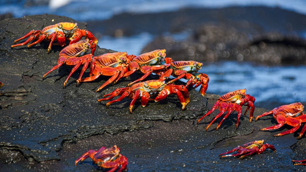 Sally Lightfoot crabs in the Galapagos