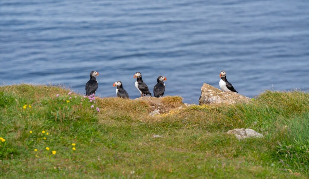 Puffins in Vigur Island