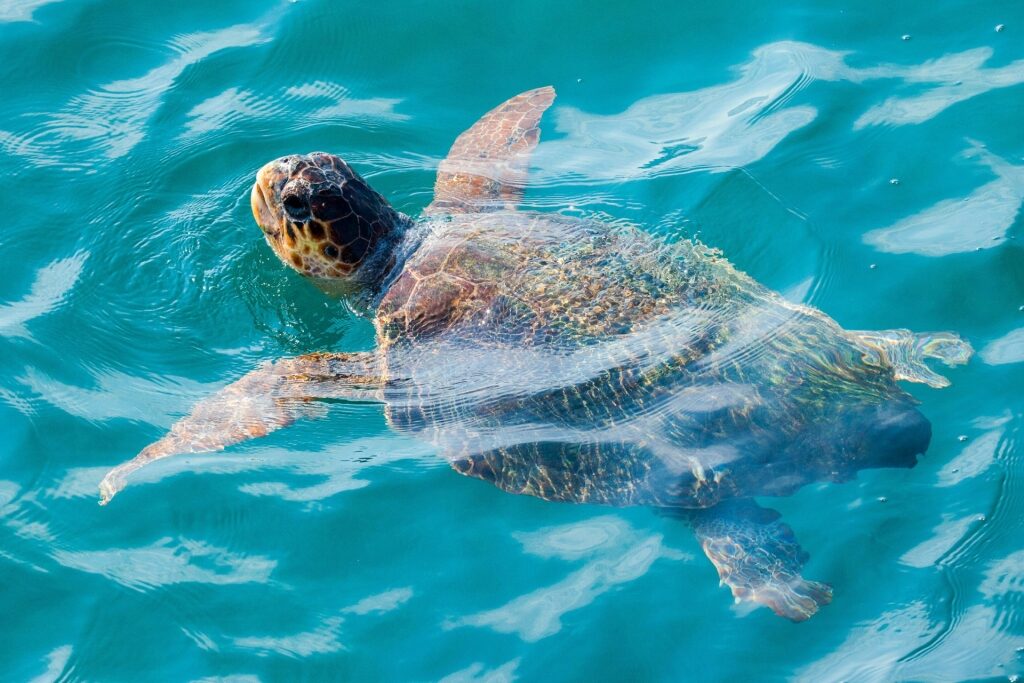 Loggerhead sea turtle in Zakynthos