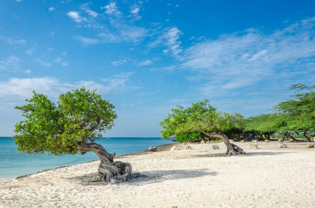 Popular fofoti trees lined up on Eagle Beach, Aruba