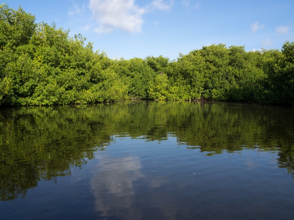 Mangroves in Lac Bay National Park, Bonaire