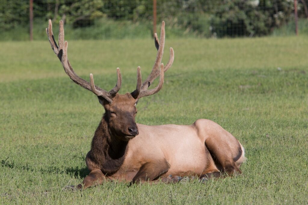 Elk spotted in Alaska