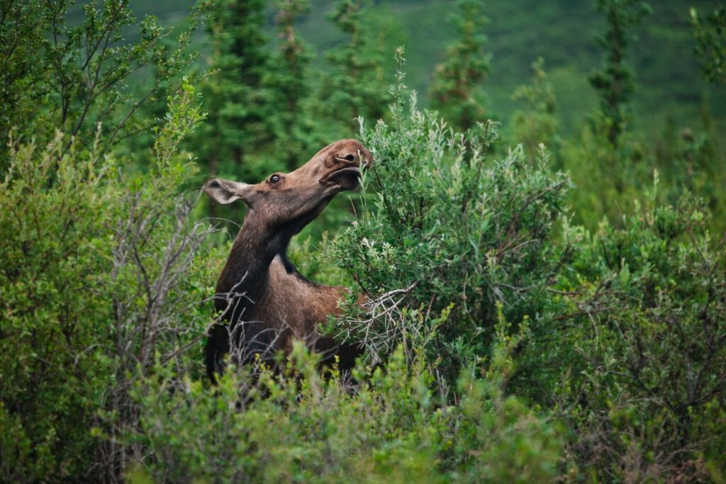 Moose spotted in Denali National Park