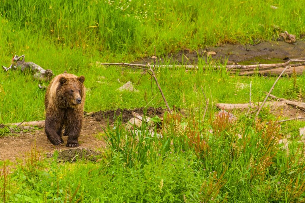 Bear spotted in Fortress of the Bear, Sitka