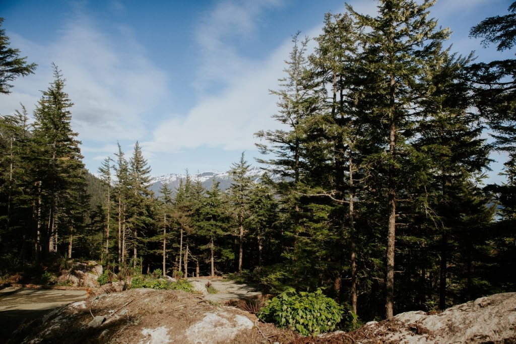 Tall trees at the Glacier Gardens Rainforest