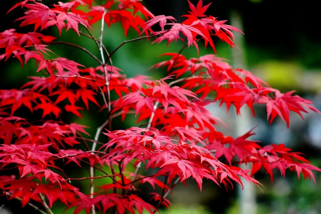 Fall colors of the Glacier Gardens Rainforest